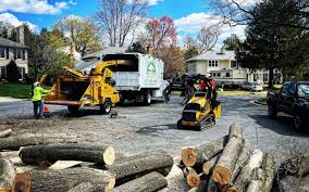 How Our Tree Care Process Works  in  Haines, AK