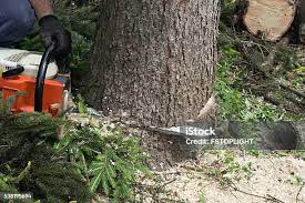 How Our Tree Care Process Works  in  Haines, AK