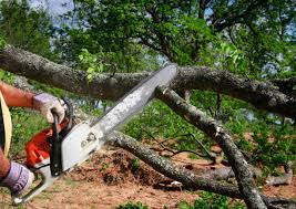 Best Commercial Tree Services  in Haines, AK