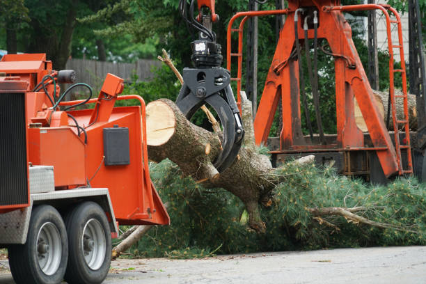 Best Tree Cabling and Bracing  in Haines, AK
